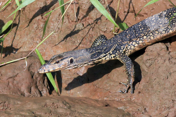 Monitor Lizard